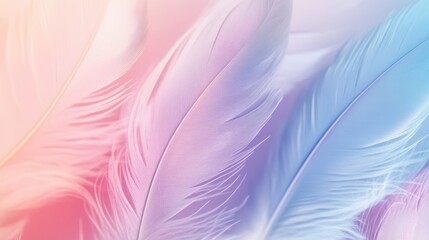 Obraz premium Soft pastel feathers, light and airy.