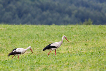 White stork (ciconia ciconia), Carpathian mountains landscape, Eastern Slovakia