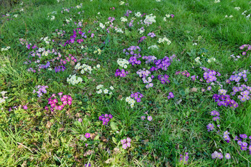 Colourful display of Primula (Primula vulgaris) growing wild in a French orchard
