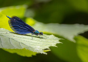 Common damselfly (Calopteryx virgo), National Park Slovak Paradise, Slovakia