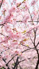 Fototapeta premium Pink cherry blossoms swaying in the soft breeze of spring, soothing, trees, cherry blossoms