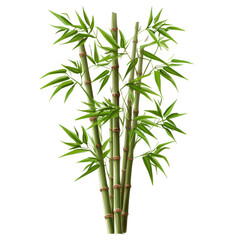 Obraz premium bamboo isolated on white background