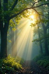 Misty morning light filters through leafy branches, atmosphere, branch