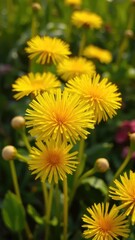Fototapeta premium Fresh dandelion flowers with dew drops glistening in the morning light, bright yellow, garden scene