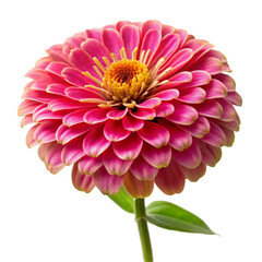 Vibrant Zinnia Flower Isolated on White Background
