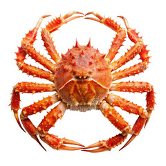 King Crab Isolated on White Background
