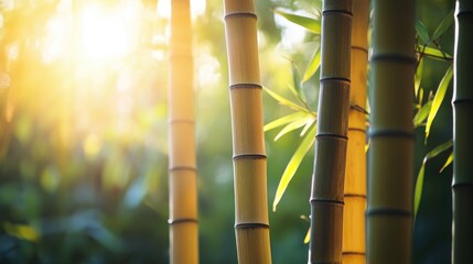 Obraz premium Golden sunlight illuminates several bamboo stalks within a green forest