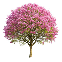 Obraz premium Tulip Tree in Bloom Isolated on White Background 