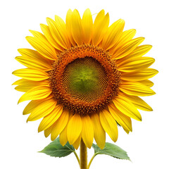 Obraz premium Sunflower Isolated on White Background 