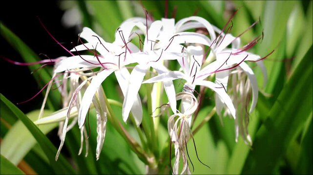 Spidery white flowers of American crinum lily (binomial name: Crinum americanum), also known as Florida swamp-lily, string lily, and southern swamp crinum, in an ornamental garden in southwest Florida