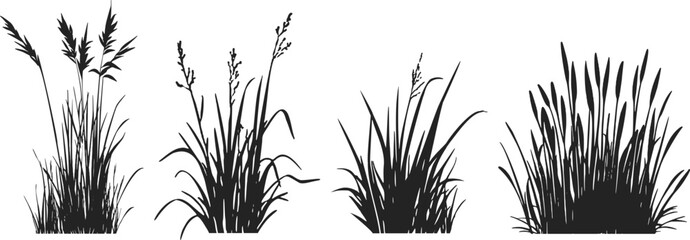 Silhouette of cattails and reeds. Wild grass on the river bank. Swamp coastal plants.