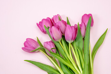 Tulip flower bunch isolated on pink, Fresh flowers bouquet. Mother day. Spring, women day