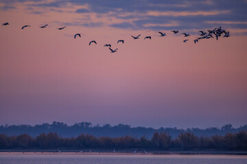 Flock of birds, Common Crane, migration in Hortobagy National Park, UNESCO World Heritage Site, Puszta is one of largest meadow and steppe ecosystems in Europe, Hungary