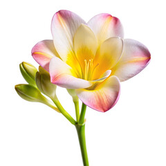 Freesia Flower Isolated on White Background

