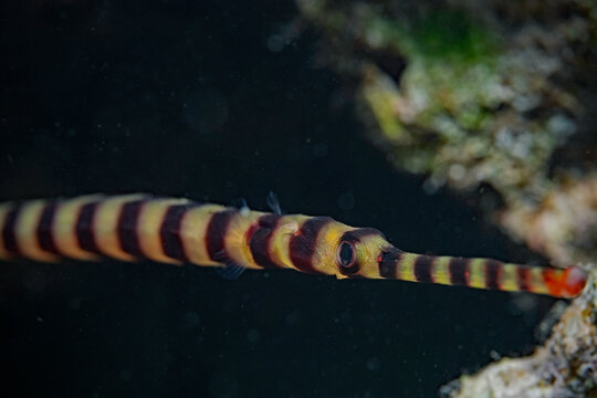 Ringed Pipefish, Geb&auml;nderte Seenadel (Doryrhamphus dactyliophorus)