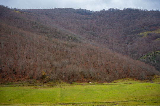 Rolling hills with barren trees and green valley under cloudy sky. Autumn forest on mountain slope