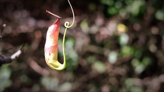 Carnivorous pitcher plant nepenthes x kuchingensis, A group of species of nepenthes live in their natural habitat. Indonesian people call it by the name Kantung Semar plant.