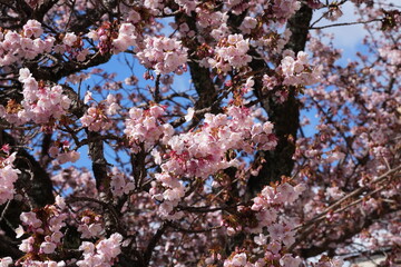 The pink Japanese cherry blossoms are in full and splendid bloom, under the blue sky.  Cherry blossoms in detail.