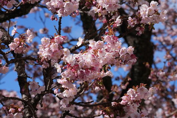 The pink Japanese cherry blossoms are in full and splendid bloom, under the blue sky.  Cherry blossoms in detail.