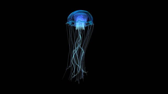 blue jellyfish swimming in deep ocean shot on side view
4k footage with clean alpha channel You can see the enhanced detail and realism of the jelly fish, so the clips are usable for close-up shots