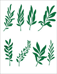 Aesthetic Organic Leaf