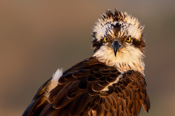 Falco pescatore. Natura e naturalismo, uccello in libertà. Primo piano ravvicinato del rapace. Ritratto.