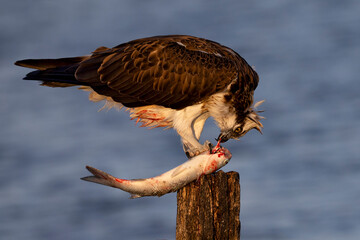 Falco pescatore ha appena catturato il pesce. primo piano ravvicinato del rapace che si ciba del...