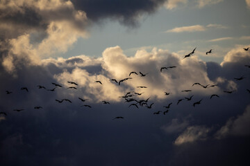 Sfondo cielo azzurro con nuvole sulle quali vola uno stormo di uccelli