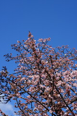The pink Japanese cherry blossoms are in full and splendid bloom, under the blue sky.  Cherry blossoms in detail.