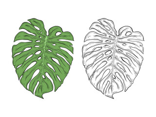 Vector illustration of monstera leaf. Black and white graphics and color green leaf. Realistic botanical drawing of tropical, exotic plant leaf. Design and decoration. Tropical forest, summer vacation