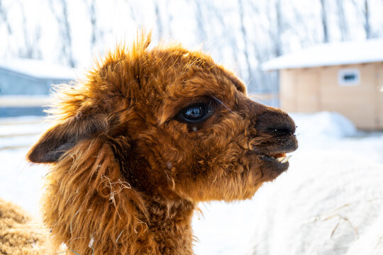portrait of alpaca wild animal in farm, sunny winter day