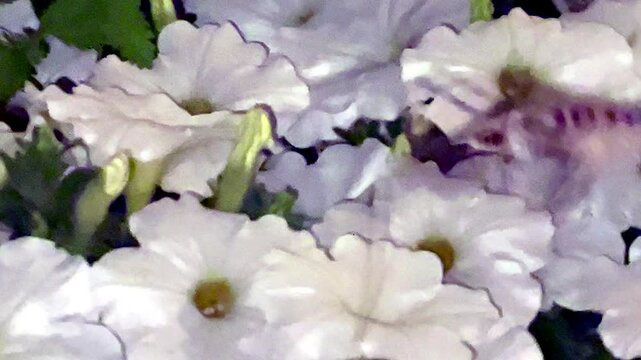 Night flight of a large hawk moth over white petunia flowers. Very long proboscis of the hawk moth for collecting nectar from flowers. Slow motion. Majorca Island. Spain.