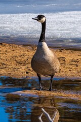 Winterlandschaft im Rocky Mountain Nationalpark