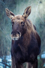 Portrait of a moose