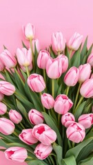 Fototapeta premium Delicate pink tulips in a lush bouquet on a soft pink background, pastel colors, garden