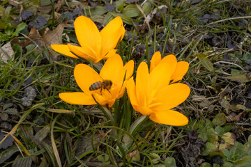 honey bee collects nectar from a vibrant yellow crocus in early spring.