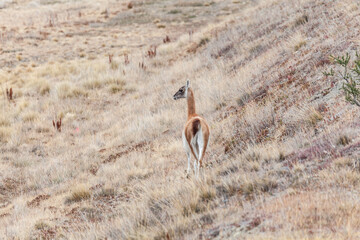 Nice view of the beautiful, wild Guanaco on Patagonian soil.