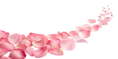 flying pink rose petals isolated on white background