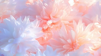 Pastel Pink and White Flower Close Up Soft Lighting Delicate Petals