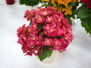 鉢植えのベゴニア