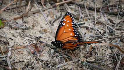 Danaus chrysippus, known as the Lesser Tiger Butterfly, or a related species within the genus Danaus, such as Danaus gilippus (Queen) or Danaus eresimus.
