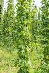 Hop plantation in Mislinja valley in Slovenj Gradec area in Slovenia