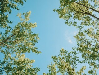Fototapeta premium A bright day in a forested area with sunlight filtering through the green canopy overhead.