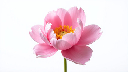 Fototapeta premium beautiful peony flower isolation crisp white background showcasing delicate beauty directly