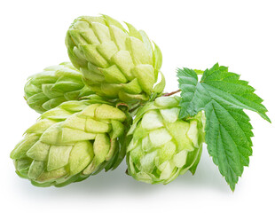 Fototapeta premium Fresh green hops or hop cone flowers with leaves on white background. File contains clipping path.