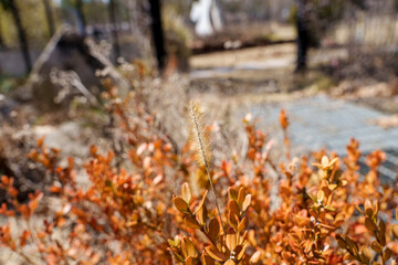 Close-up of dried orange green foxtail (Setaria viridis) grass