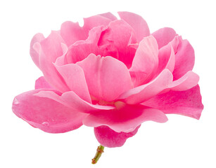 Opened pink rose or Bulgarian rose on white background. File contains clipping path.