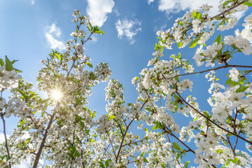 Blooming spring cherry tree twigs. Blue sky on the background.