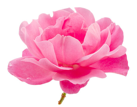 Opened pink rose or Bulgarian rose on white background. File contains clipping path.