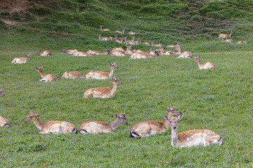 Deer camp Jelenov Greben in Olimje Podcetrtek in East Slovenia